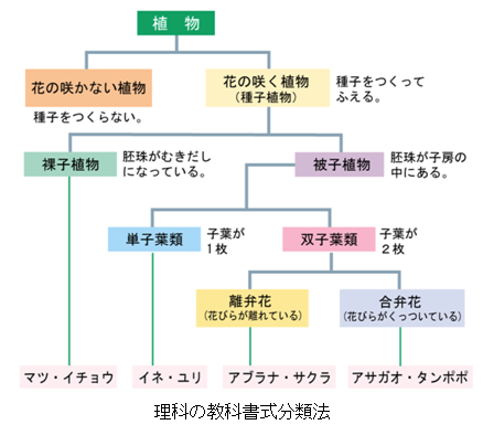 あすなろ193 ゲノム解析と分類学 過去記事 中学受験年 学塾ヴィッセンブルク 高校受験 大学受験