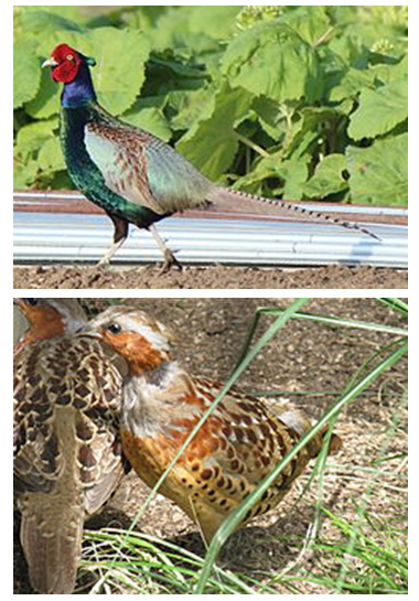 あすなろ1 鳥の名の由来 茨城県下妻市の学習塾