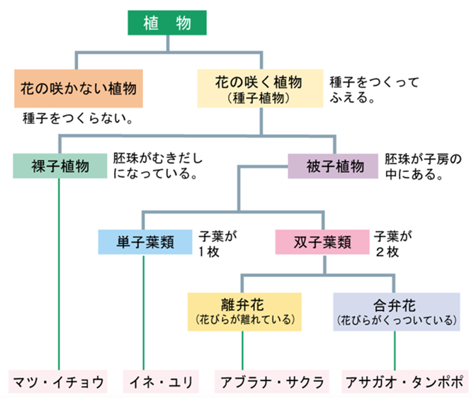 あすなろ211 昆虫の系統分類 中学受験年 学塾ヴィッセンブルク 高校受験 大学受験